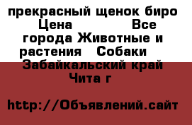 прекрасный щенок биро › Цена ­ 20 000 - Все города Животные и растения » Собаки   . Забайкальский край,Чита г.